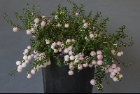 Gaultheria 'Pearls'